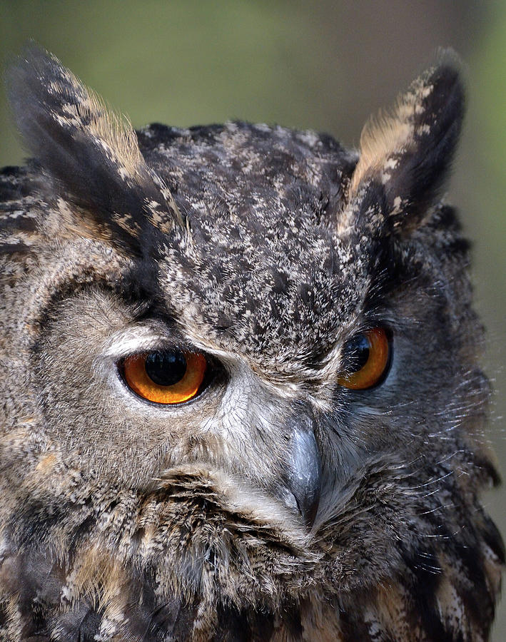 Eurasian Eagle-Owl Photograph by David Porteus