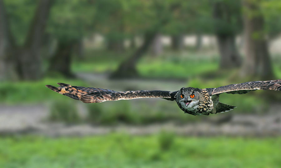 Eurasian Eagle Owl Flying in Woodland Photograph by Arterra Picture Library
