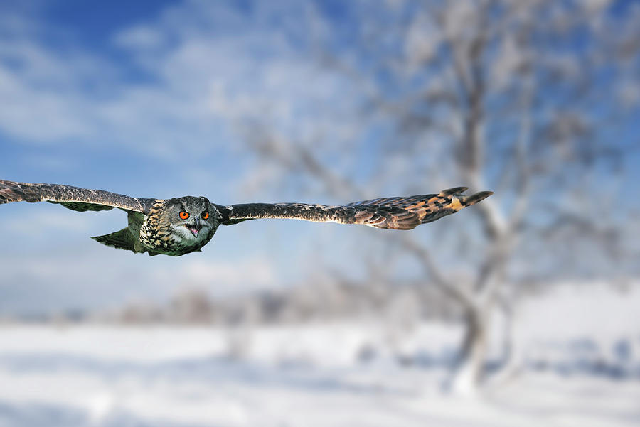 Eurasian Eagle Owl Flying over Heathland in Winter Photograph by Arterra Picture Library