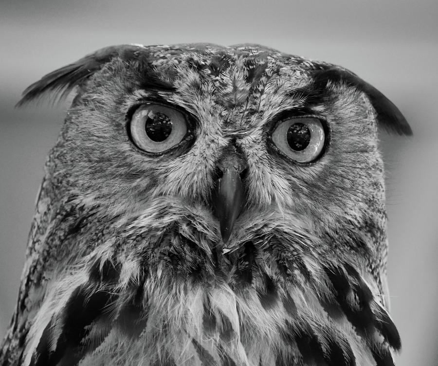 Owl Photograph - Eurasian Eagle Owl in Black and White by Richard Bryce and Family