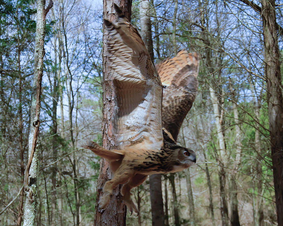 Eurasian Eagle Owl in flight Photograph by Flees Photos