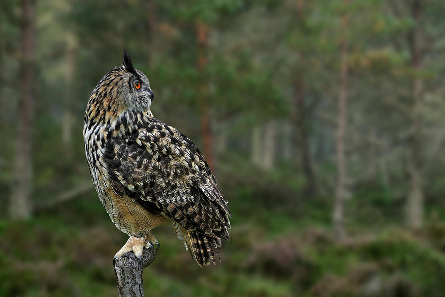 Eurasian Eagle Owl in Pine Forest  Photograph by Arterra Picture Library