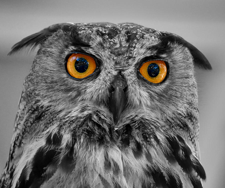 Eurasian Eagle Owl in Selective Color Photograph by Richard Bryce and Family