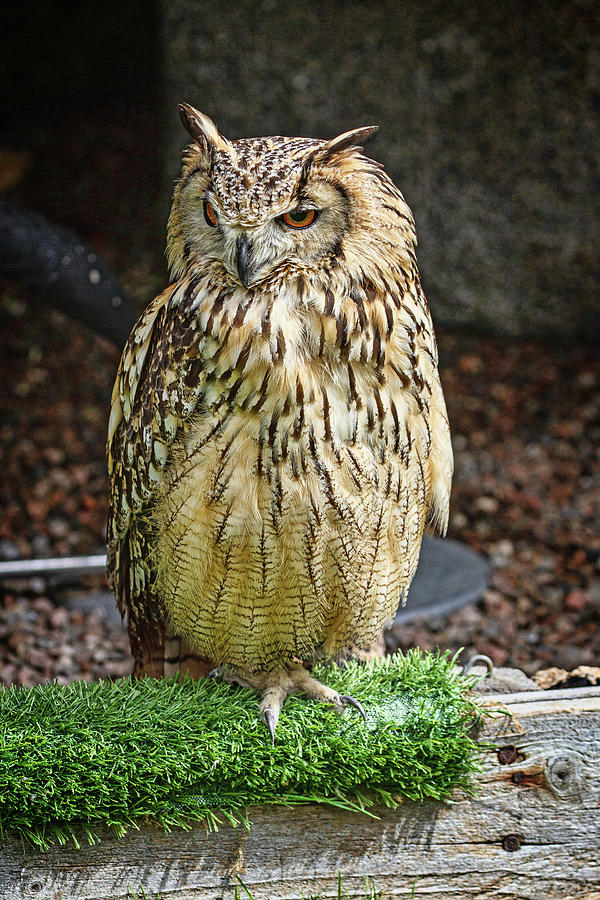 Eurasian eagle-owl Photograph by John Haldane