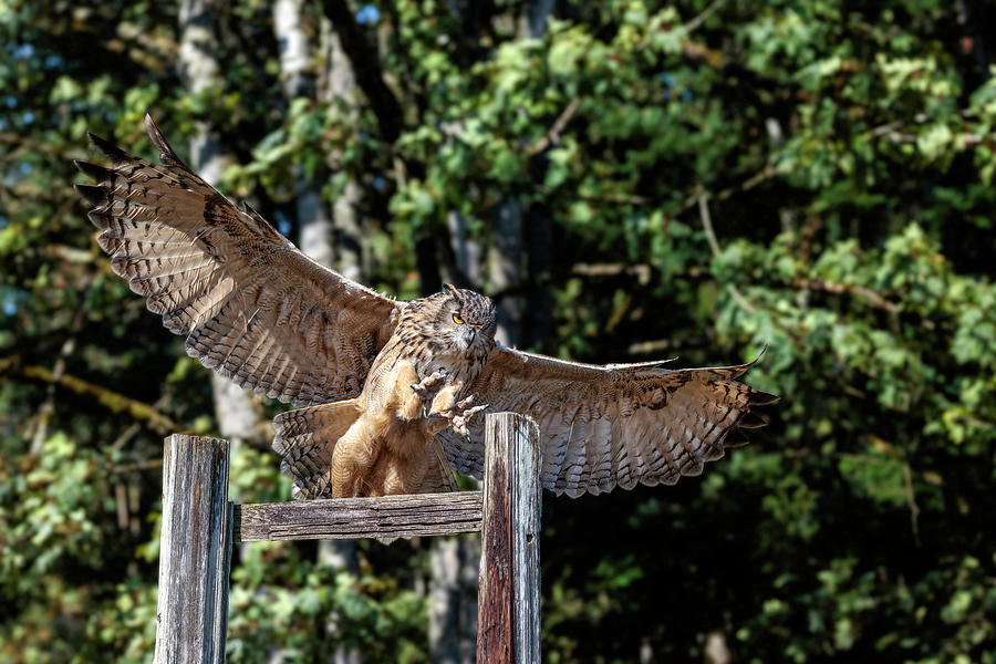 Eurasian Eagle Owl Landing Photograph by Wes and Dotty Weber