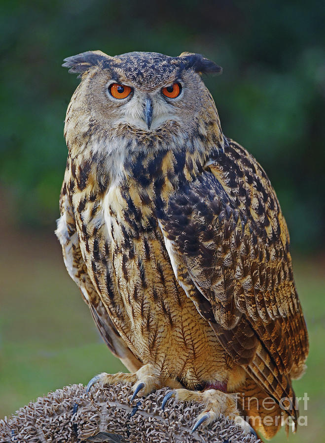 Eurasian Eagle Owl Photograph By Larry Nieland Fine Art America