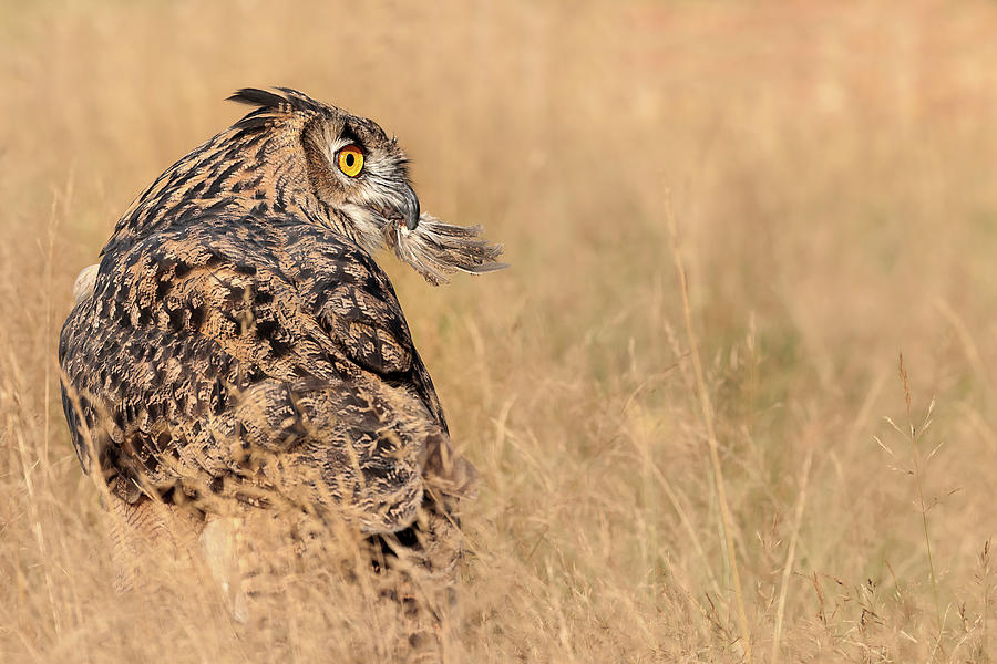 Eurasian Eagle Owl Lunch Photograph by Wes and Dotty Weber