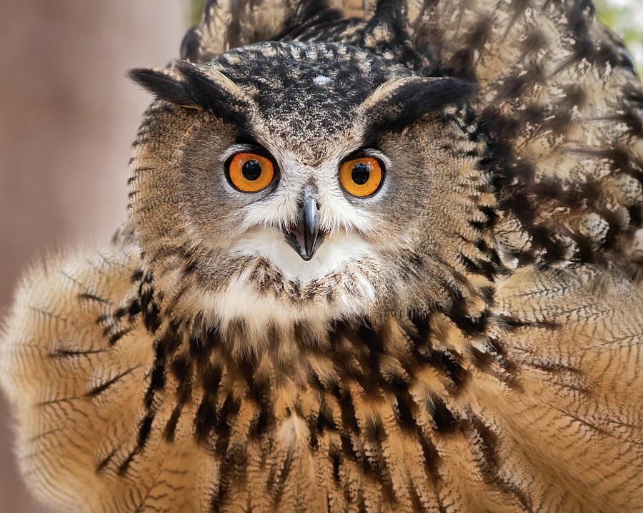 Eurasian Eagle Owl Photograph by Matt Cuda