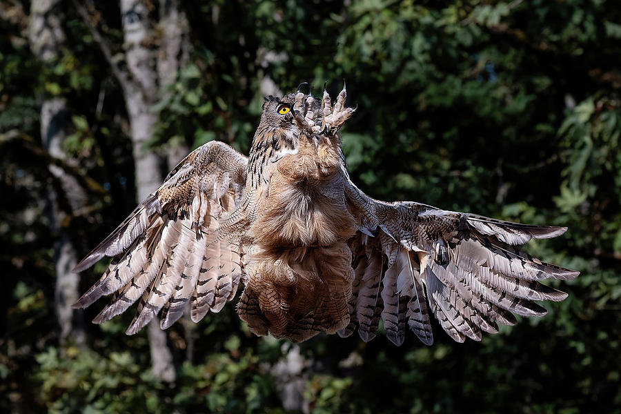 Eurasian Eagle Owl Oopsie Daisy Photograph by Wes and Dotty Weber
