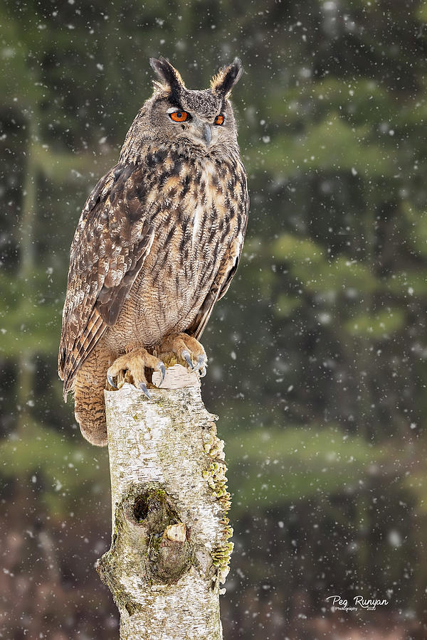 Eurasian Eagle-Owl Photograph by Peg Runyan
