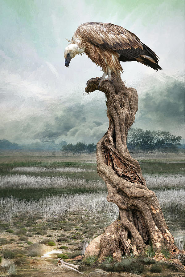 Eurasian Griffon Digital Art by Merrilee Soberg