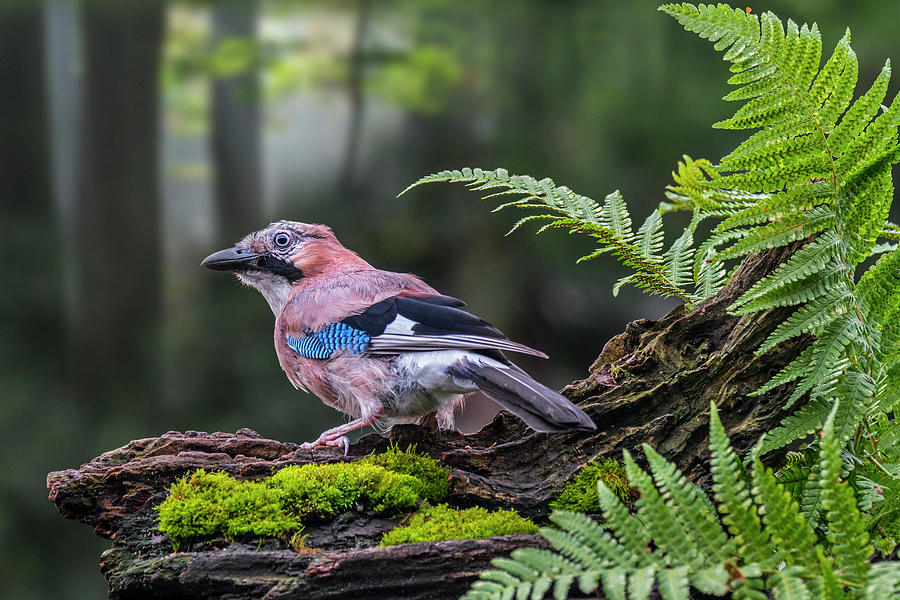 Eurasian Jay in Forest Photograph by Arterra Picture Library