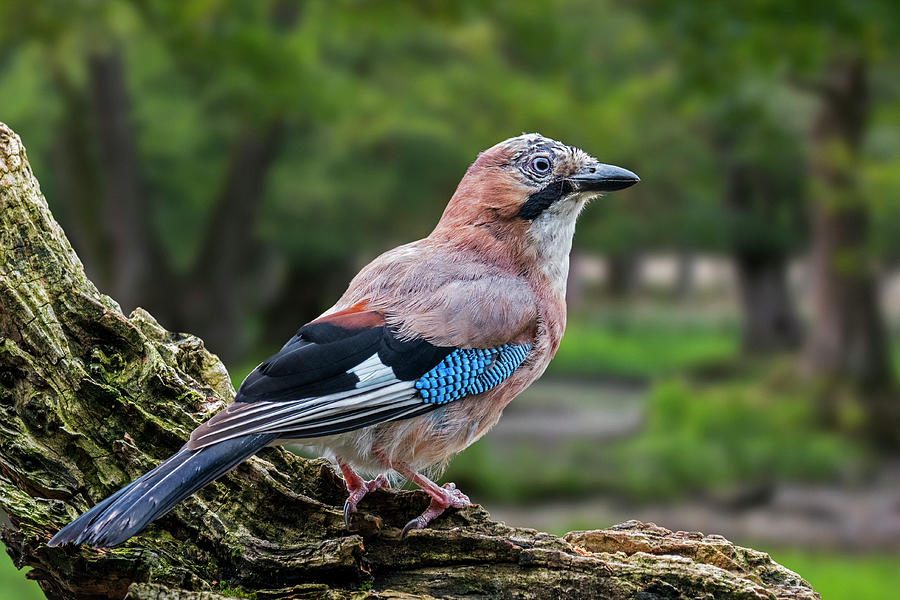 Eurasian Jay in Woodland Photograph by Arterra Picture Library
