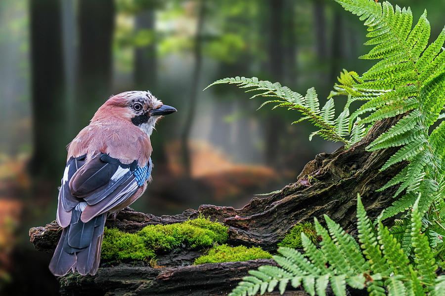Eurasian Jay on Tree Trunk Photograph by Arterra Picture Library