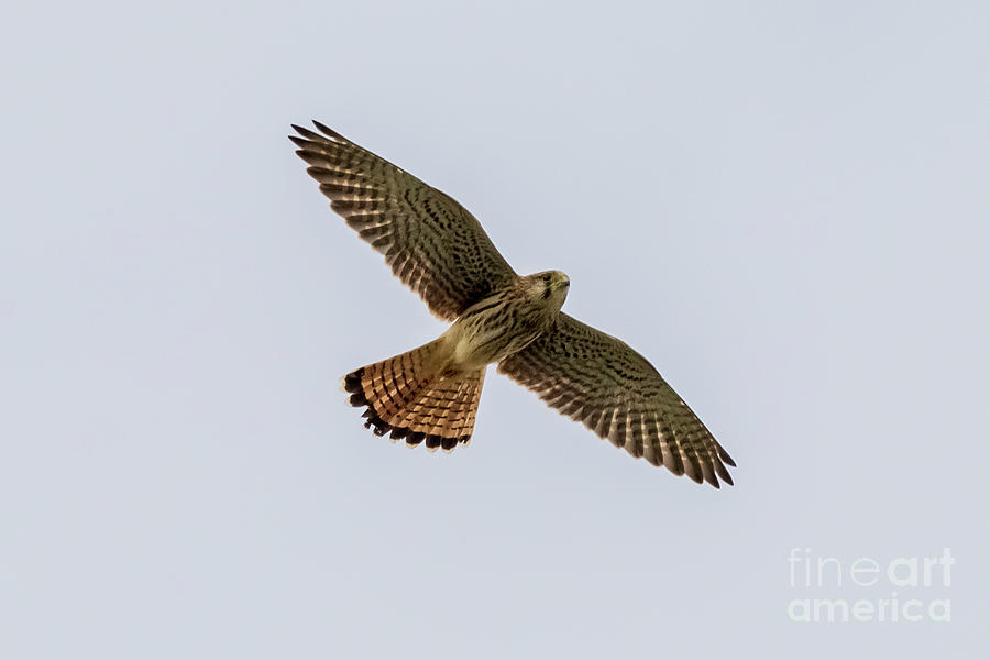 Eurasian Kestrel Falco tinnunculus Costa Ballena Cadiz Photograph by Pablo Avanzini
