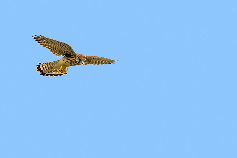 Eurasian Kestrel Hovering Photograph by Arterra Picture Library
