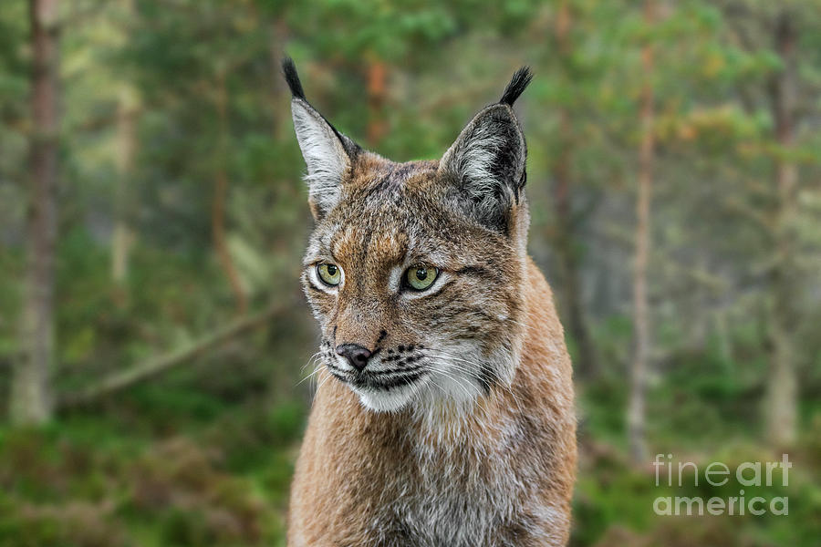 Eurasian Lynx in Forest Photograph by Arterra Picture Library
