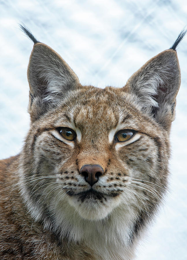 Eurasian Lynx portrait Photograph by Gareth Parkes