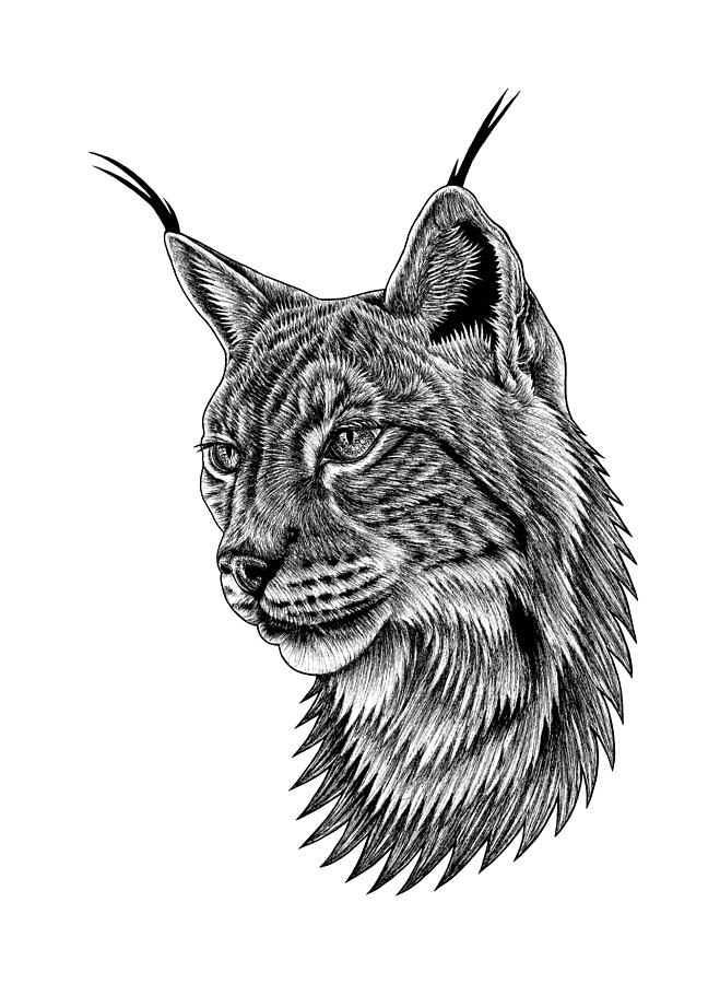Cat Drawing - Eurasian lynx portrait by Loren Dowding