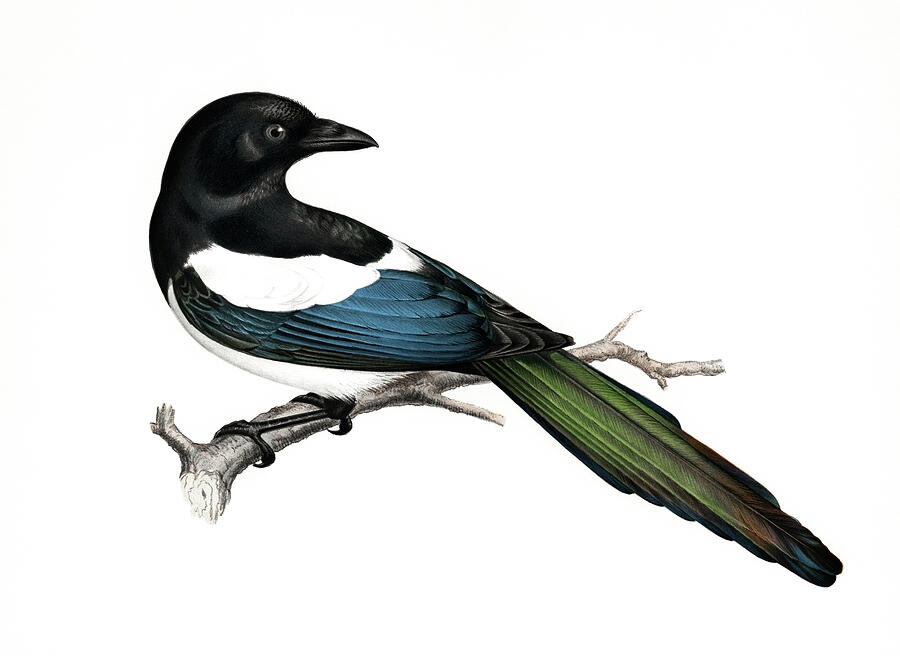 Feather Drawing - Eurasian magpie  by Von Wright brothers