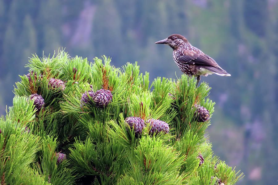 Eurasian nutcracker Spotted nutcracker in pine tree a european ...