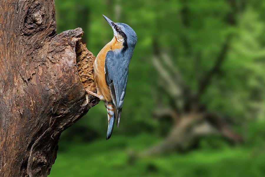 Eurasian Nuthatch Photograph by Arterra Picture Library