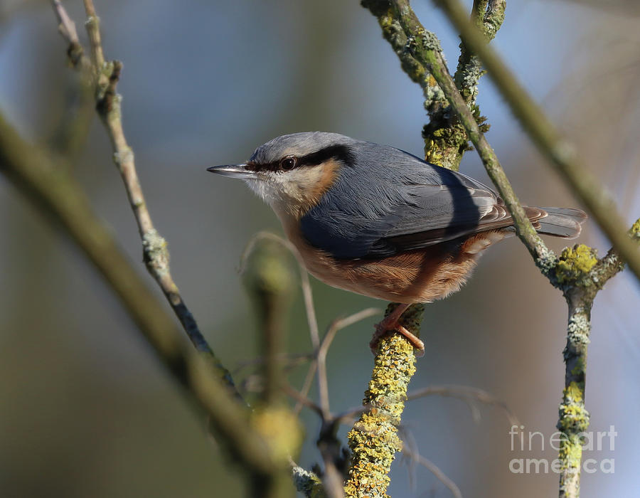 Eurasian Nuthatch Photograph by Eva Lechner