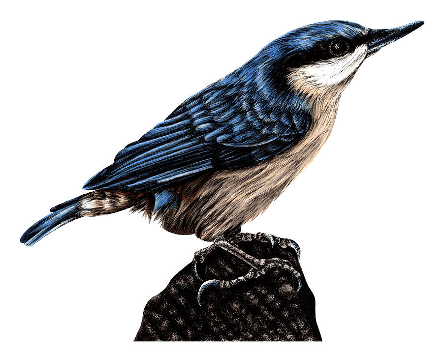Bird Drawing - Eurasian nuthatch by Loren Dowding