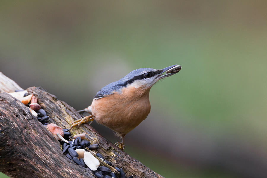 Eurasian nuthatch Photograph by Lues01