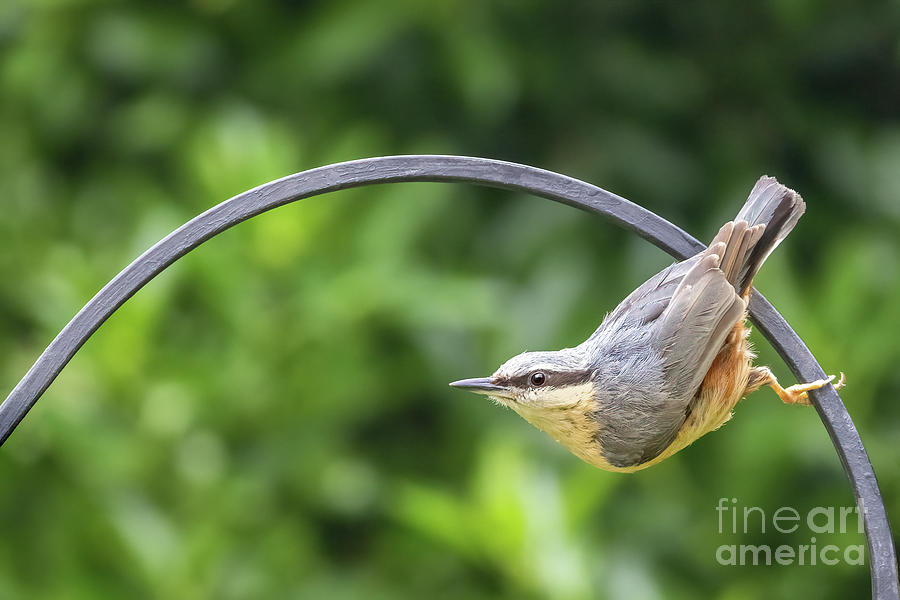 Eurasian nuthatch perched on a metal railing Photograph by Jane Rix
