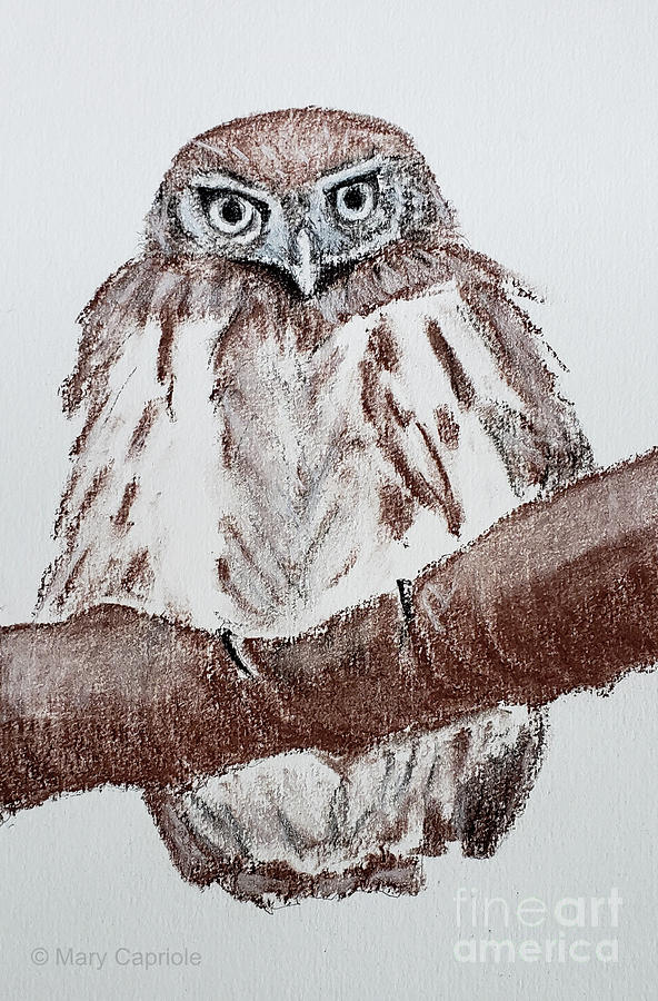 Eurasian Pygmy owl Drawing by Mary Capriole