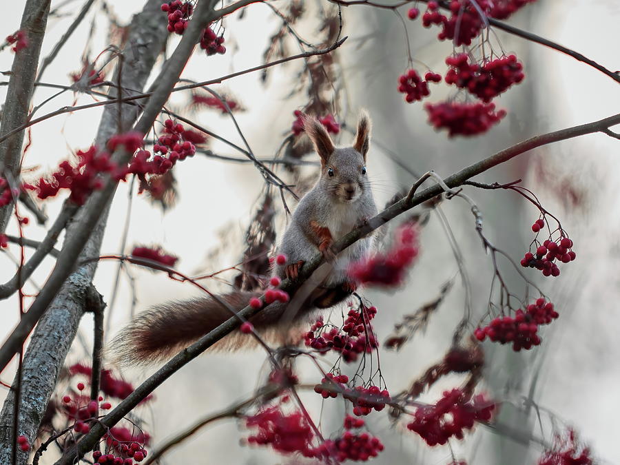 Eurasian red squirrel and all those rowan berries Photograph by Jouko Lehto
