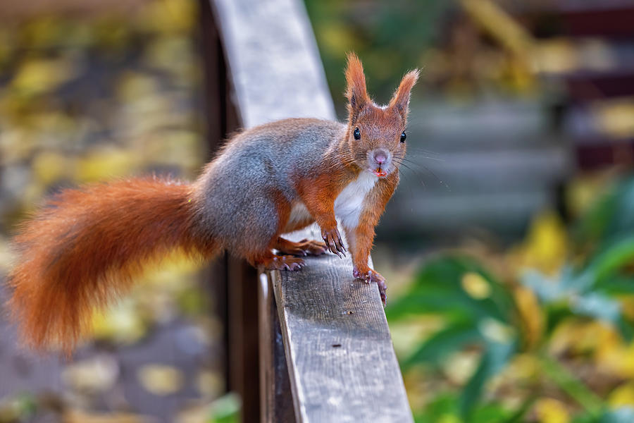 Eurasian Red Squirrel On Balustrade Photograph by Artur Bogacki