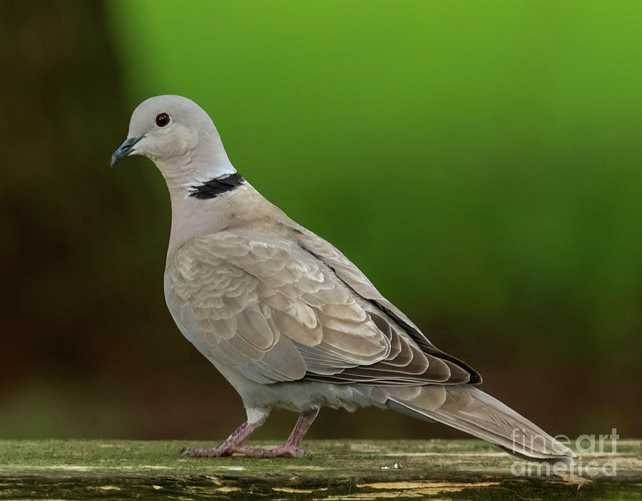 Eurasian Ring Necked Dove Photograph by Audie Thornburg - Pixels