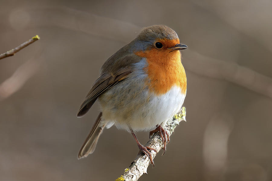 Eurasian Robin Photograph by Jim Howard-Birt - Fine Art America