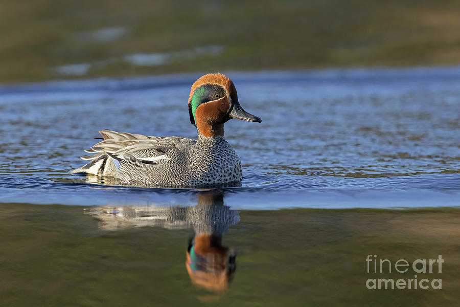 Eurasian Teal in Lake Photograph by Arterra Picture Library