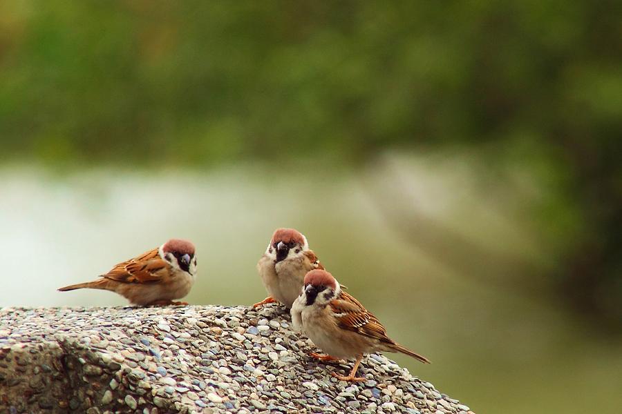 Eurasian Tree Sparrow Photograph by Buena009
