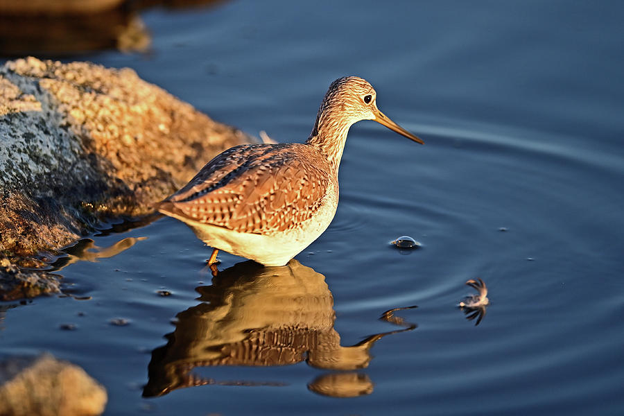 Eurasian whimbrel Photograph by Amazing Action Photo Video