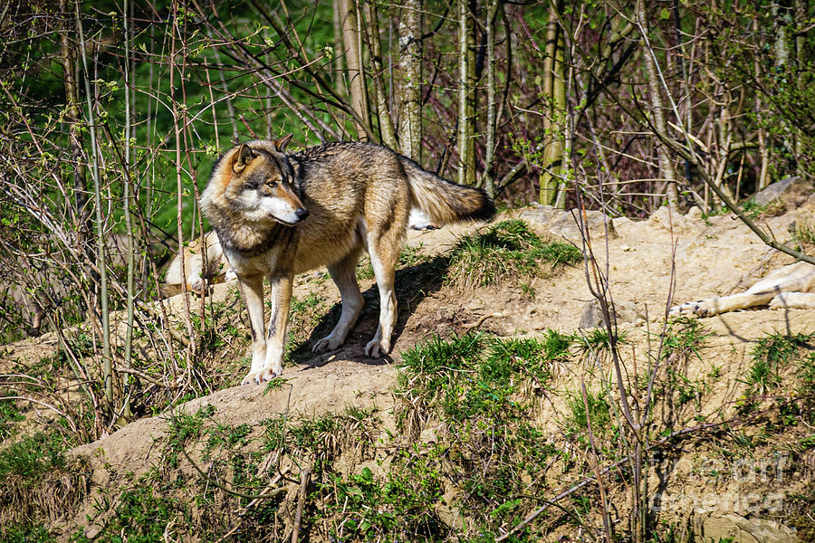 Eurasian wolf Photograph by Lyl Dil Creations