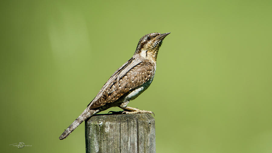 Eurasian Wryneck, the ant hunter Photograph by Torbjorn Swenelius