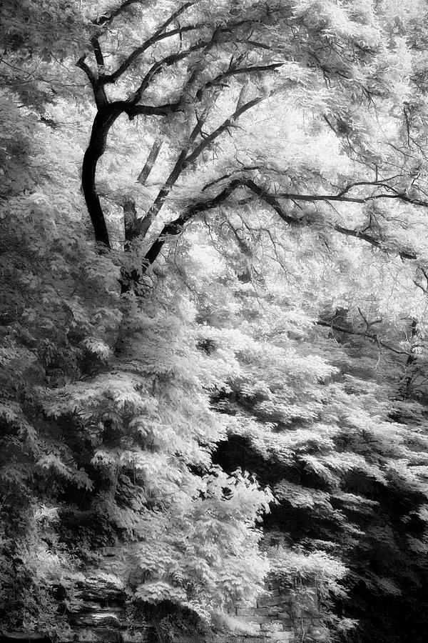 Eureka Springs Tree Photograph by James Barber