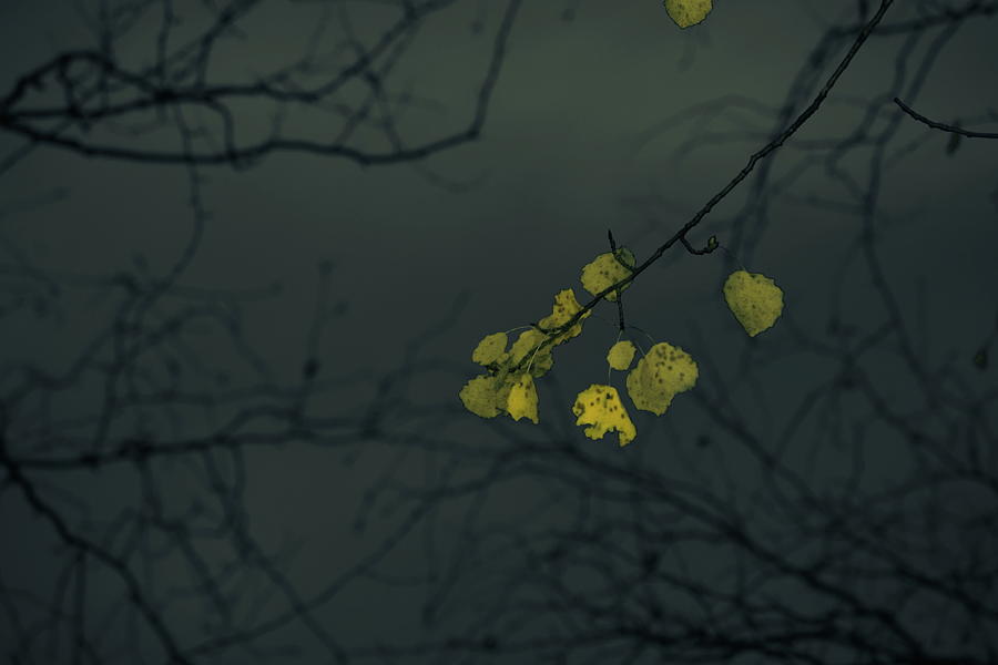 Autumn colored birch leaves seen against the darkening sky at dusk Photograph by Ulrich Kunst And Bettina Scheidulin