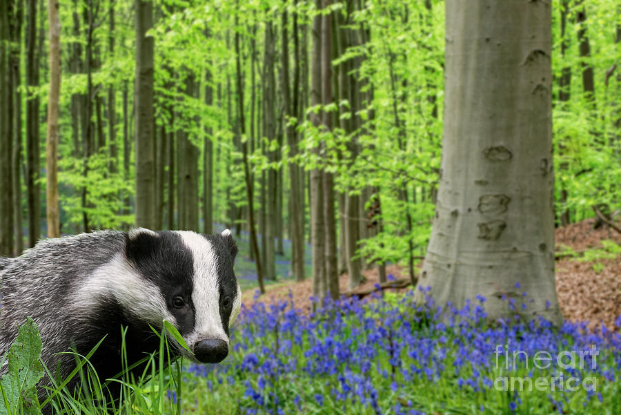 European Badger and Bluebells Photograph by Arterra Picture Library