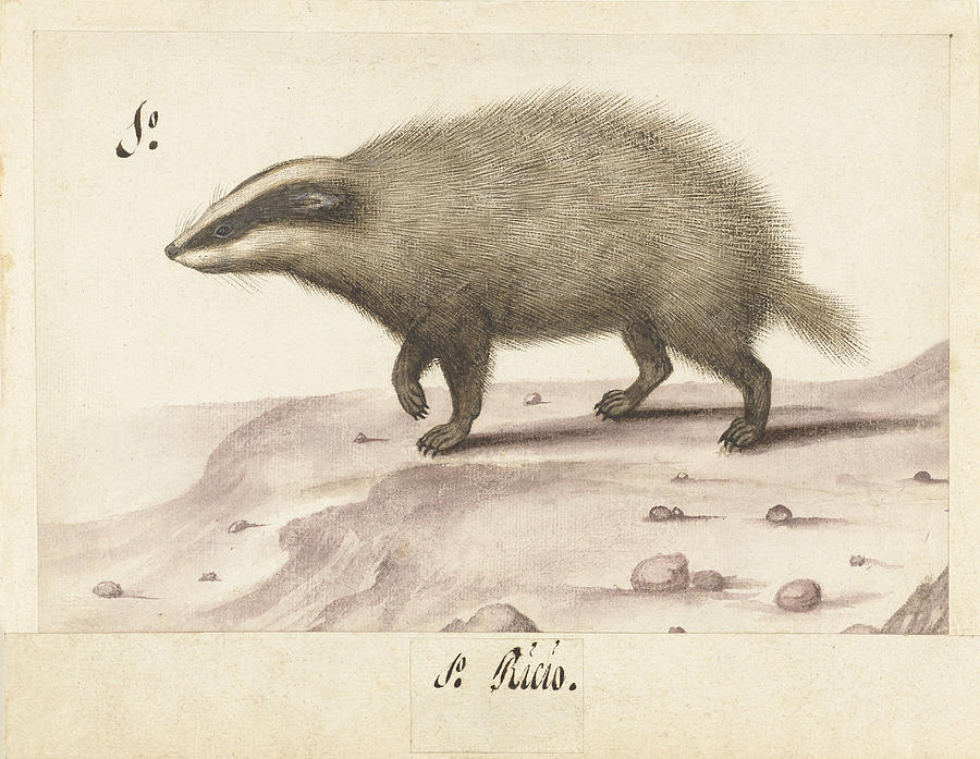 European badger Drawing by Anonymous