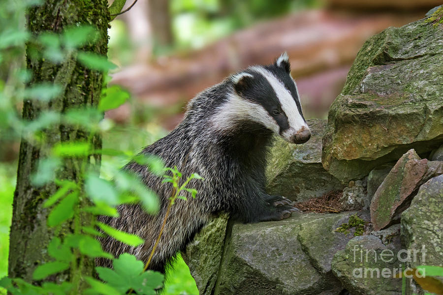 European Badger Photograph by Arterra Picture Library