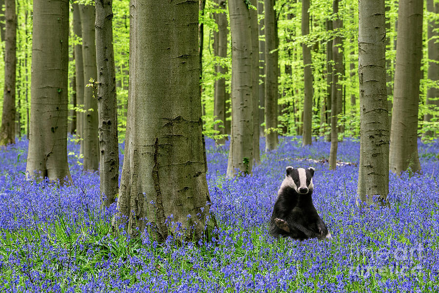 European Badger in Bluebell Forest Photograph by Arterra Picture Library