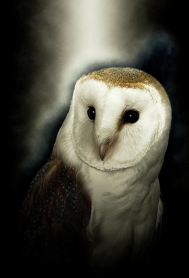 European Barn Owl Photograph by Gordon Ripley