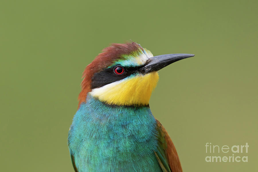 European Bee-eater Photograph by Arterra Picture Library