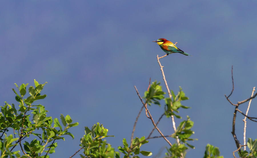 European bee-eater, merops apiaster, bird Photograph by Elenarts - Elena Duvernay photo