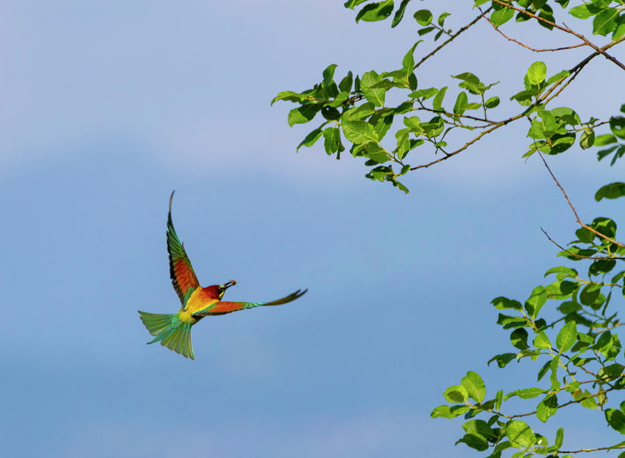 European bee-eater, merops apiaster, bird flight Photograph by Elenarts - Elena Duvernay photo